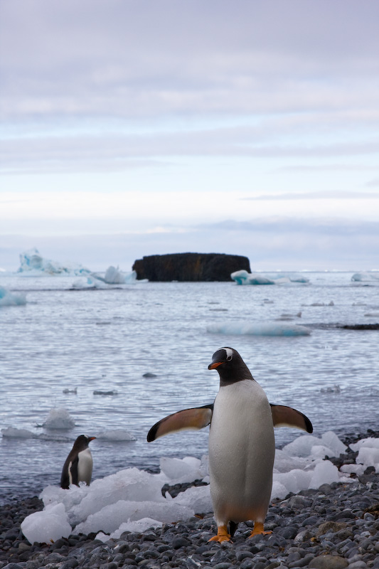 Adélie Penguin And Gentoo Penguin On Beach